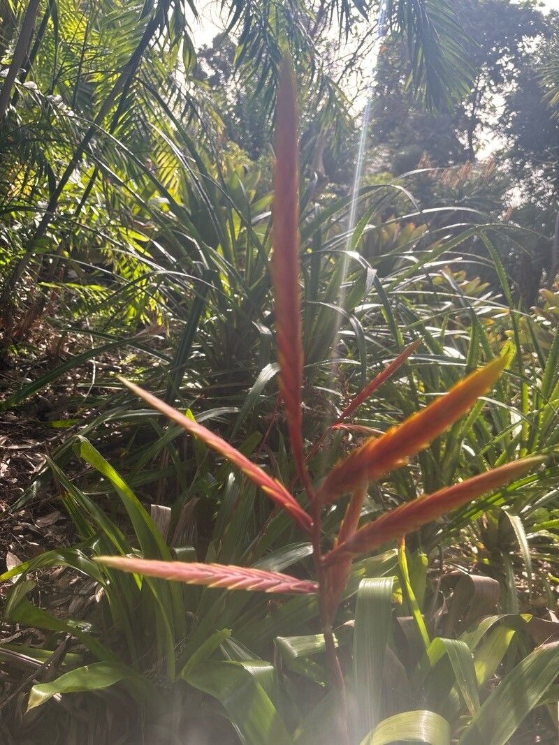 Vriesea rubra — search result for 'Vriesea'