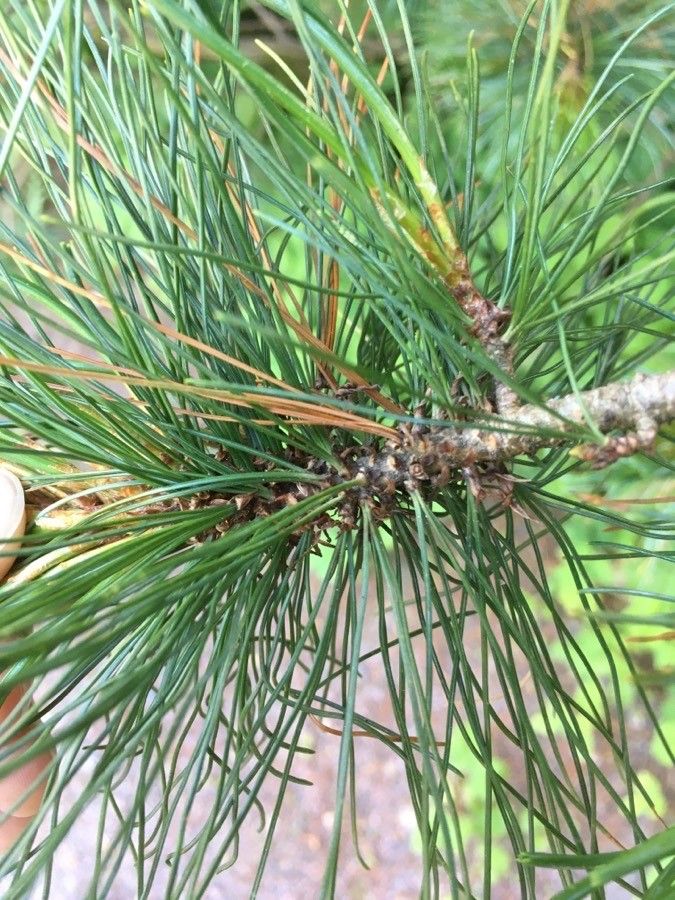 Pinus pumila leaf