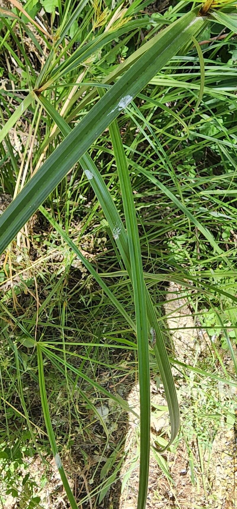 Cyperus serotinus leaf