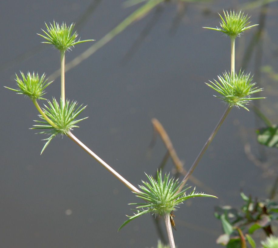 Eryngium vaseyi — search result for 'Eryngium'