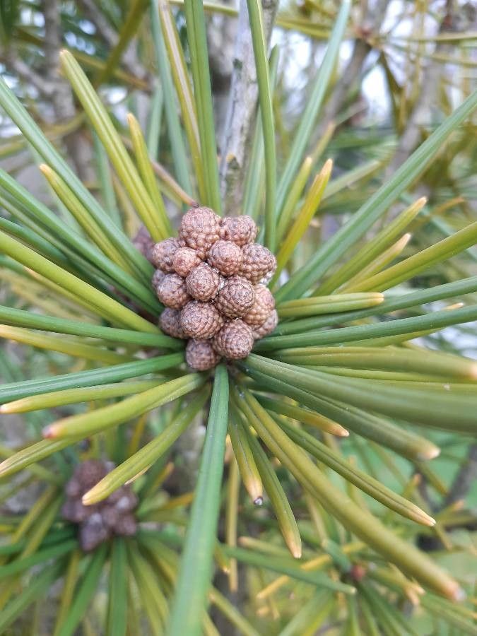 Sciadopitys verticillata flower