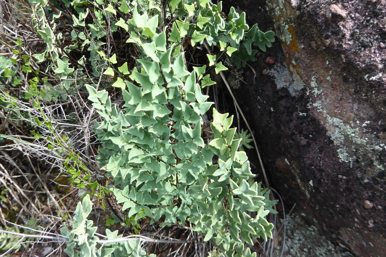 Pellaea calomelanos — search result for 'Pteridaceae'