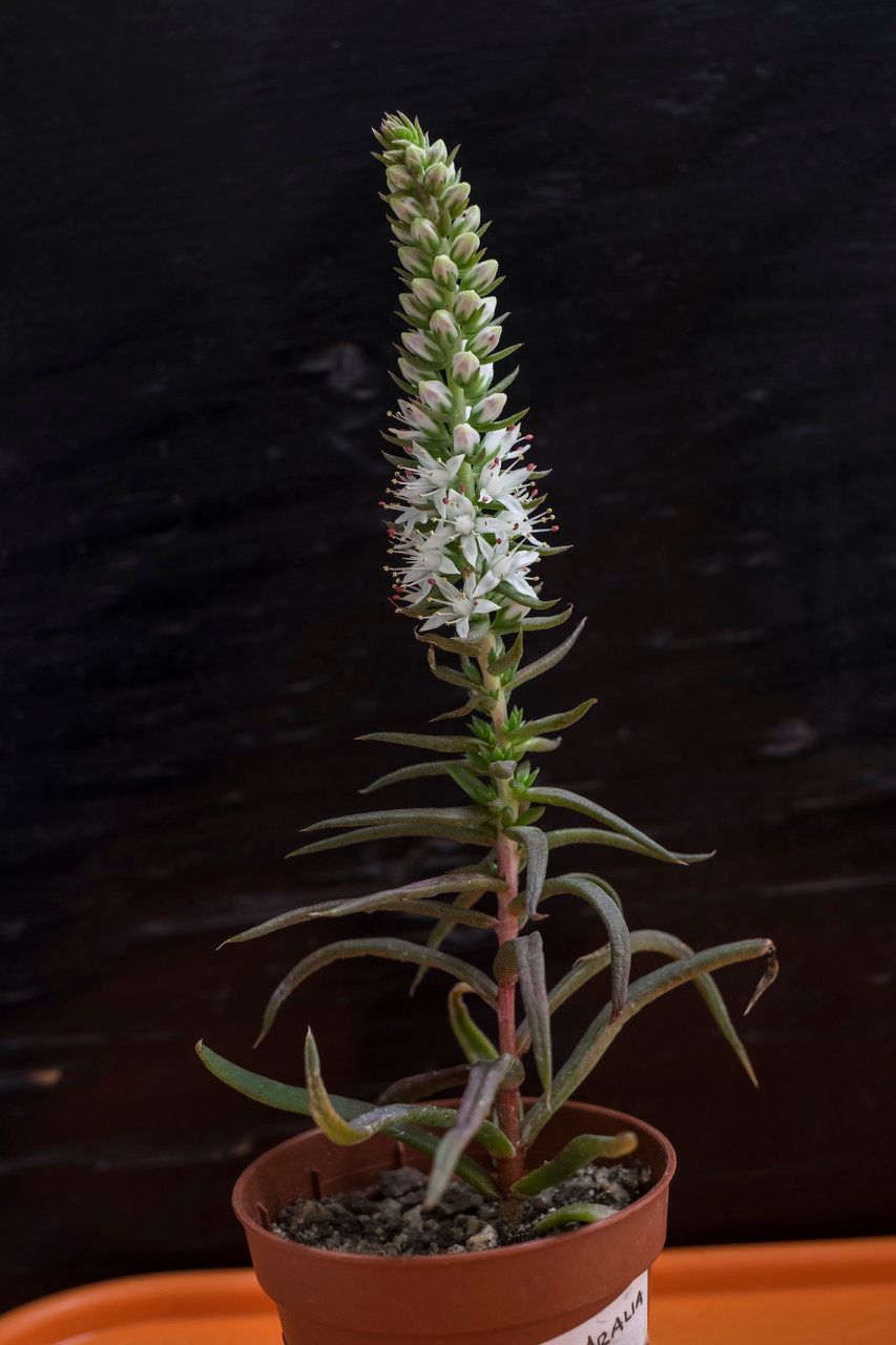 Orostachys japonica other