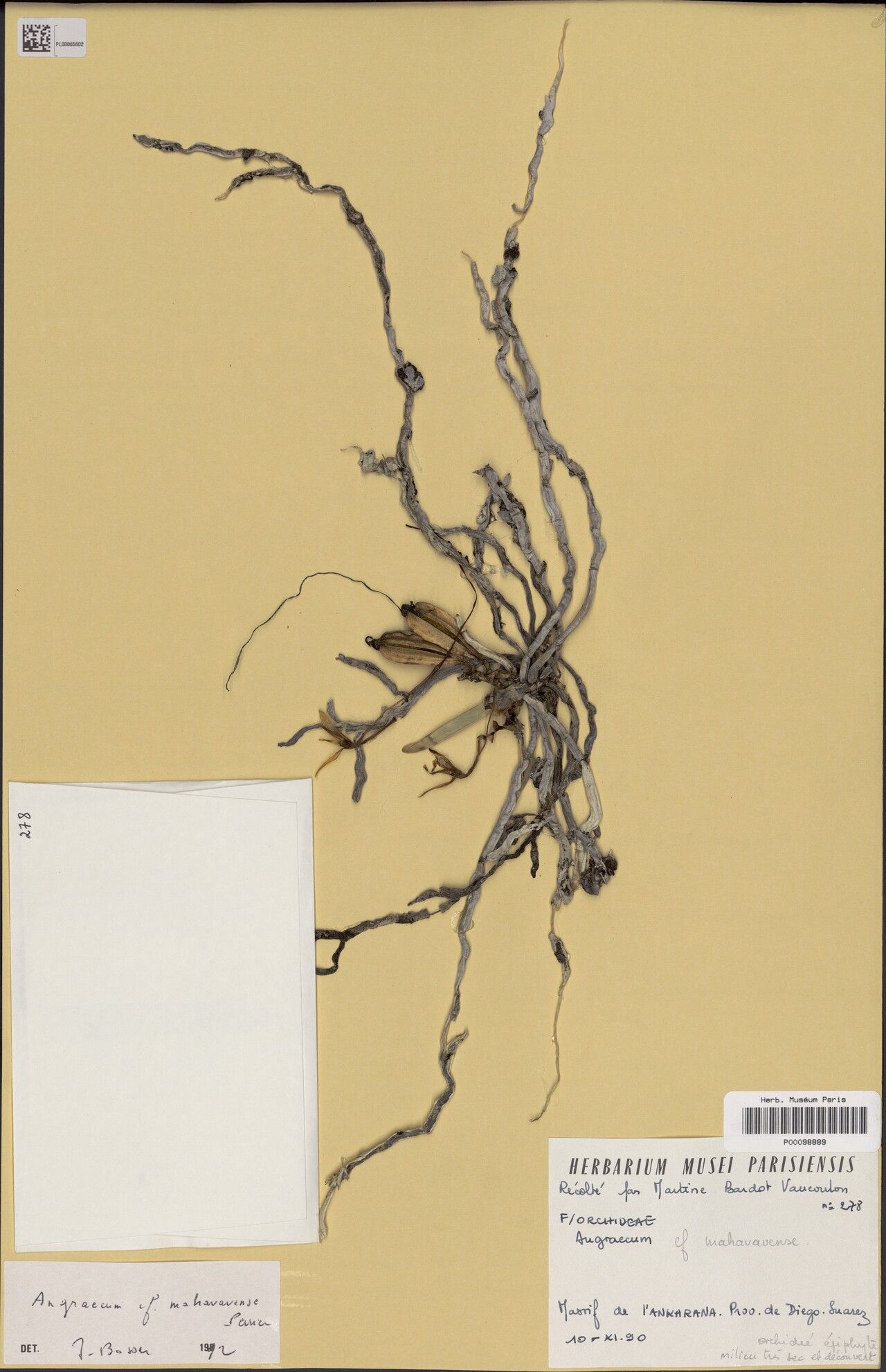 Angraecum mahavavense — houseplant care guide