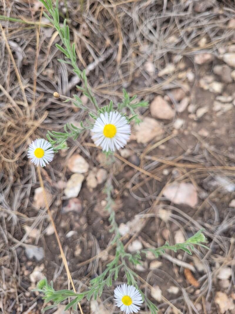 Erigeron pumilus flower