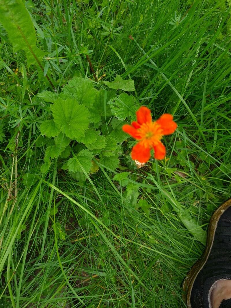 Geum molle — search result for 'Geum'