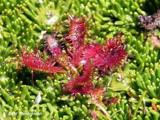 Drosera uniflora — search result for 'Drosera'