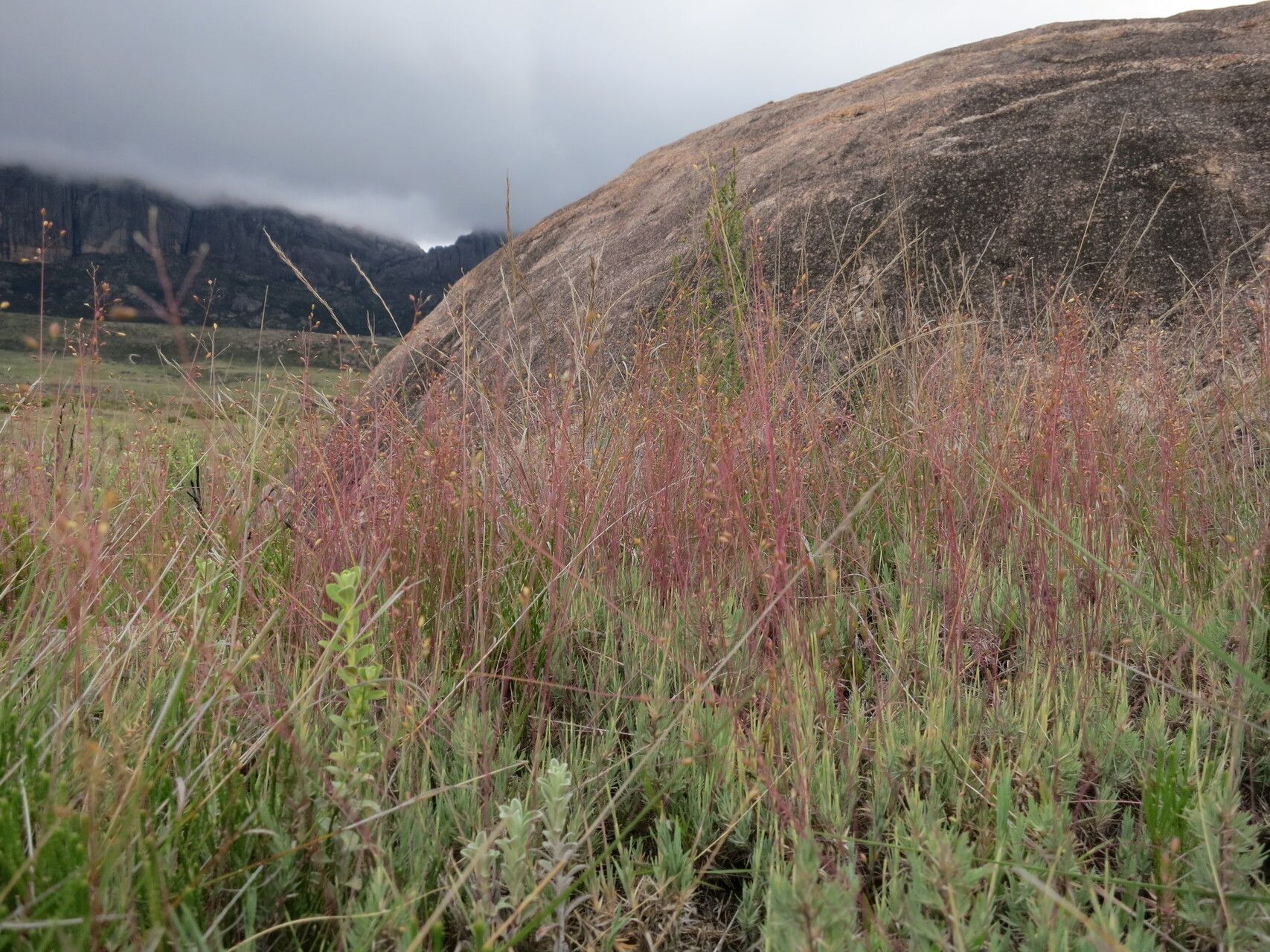 Panicum spergulifolium — houseplant care guide