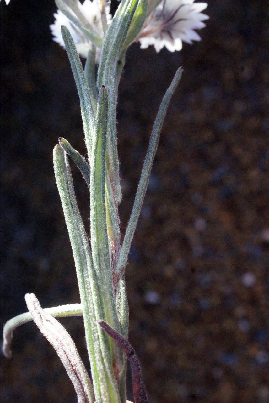 Waitzia suaveolens leaf