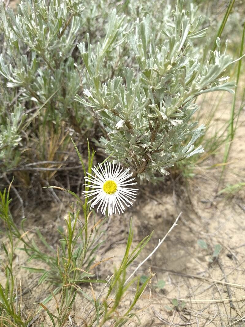 Erigeron divergens flower