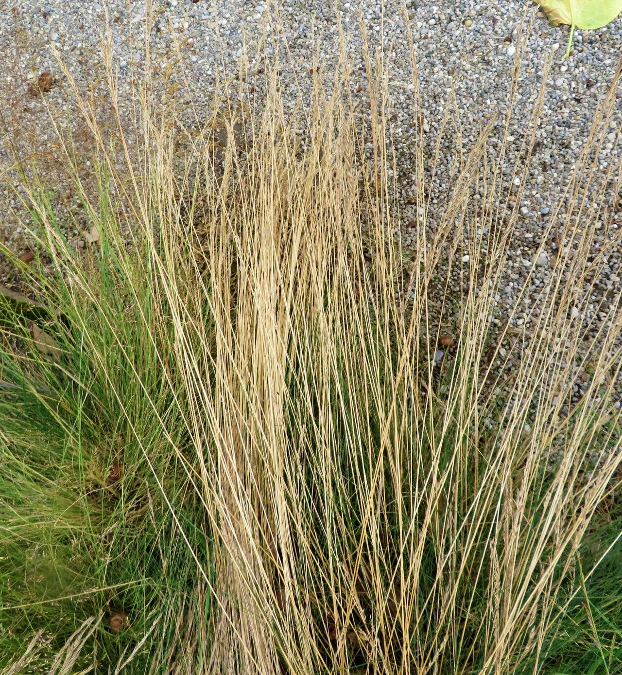 Festuca heteropachys habit