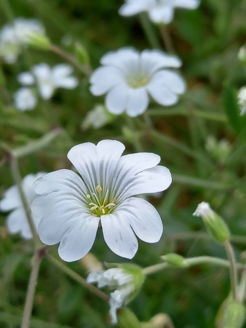 Cerastium scaranii flower