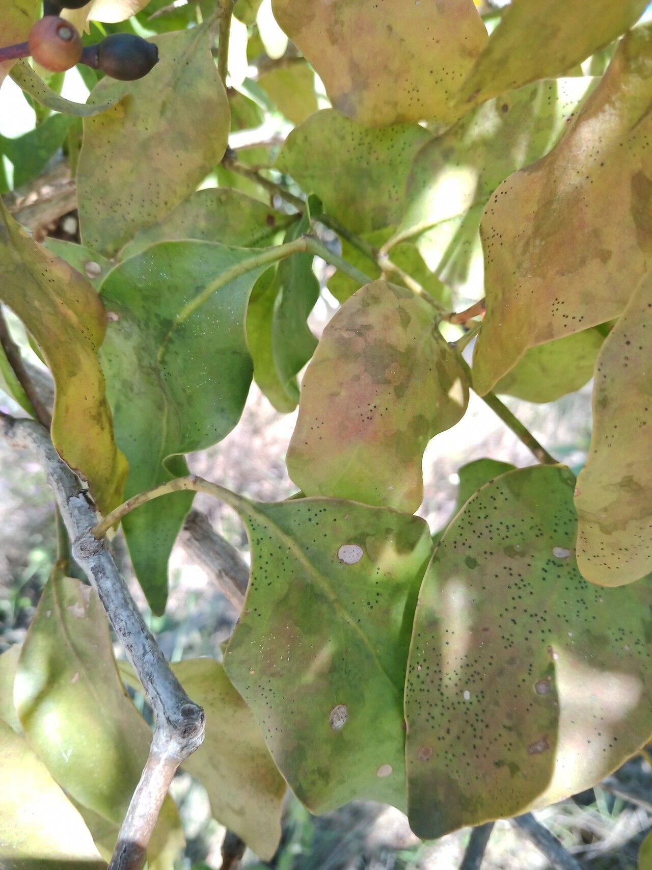 Psittacanthus eucalyptifolius bark