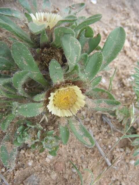 Pallenis hierochuntica flower