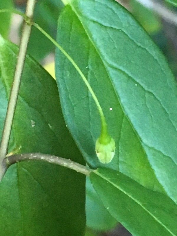Solanum insulae-pinorum flower