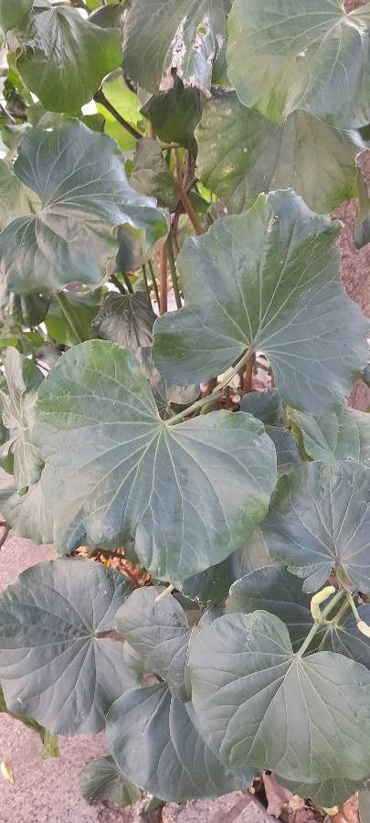 Piper regnellii — search result for 'Piper'