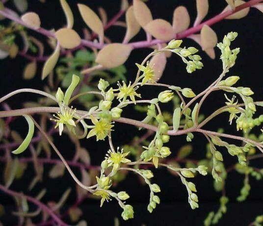 Sedum hultenii habit