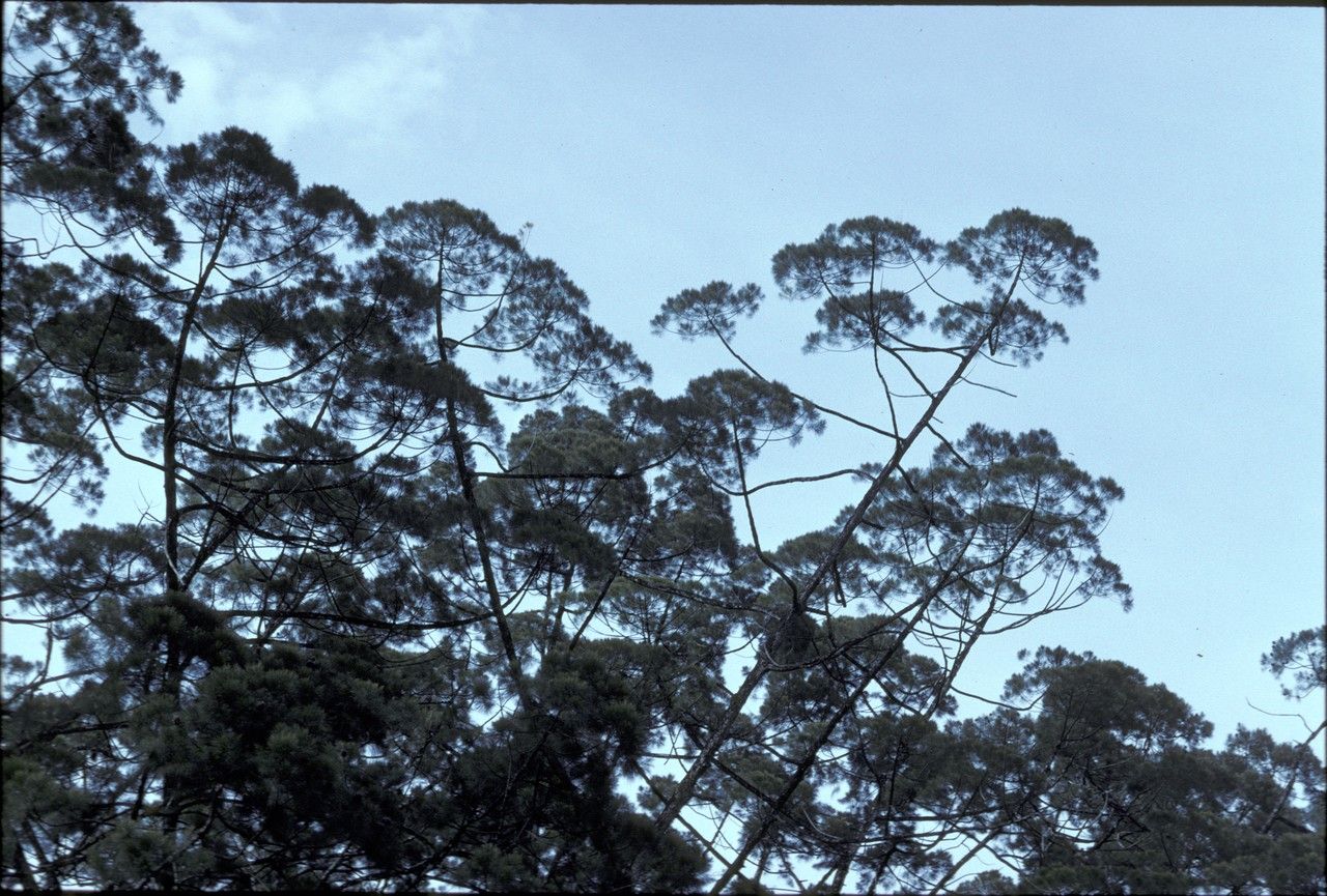 Gymnostoma rumphianum habit