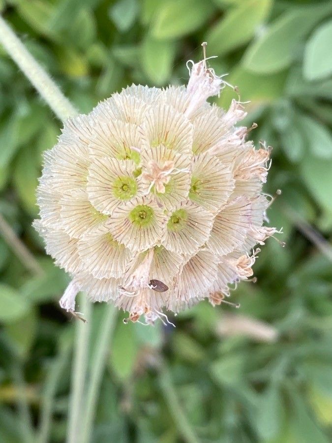 Lomelosia cretica fruit