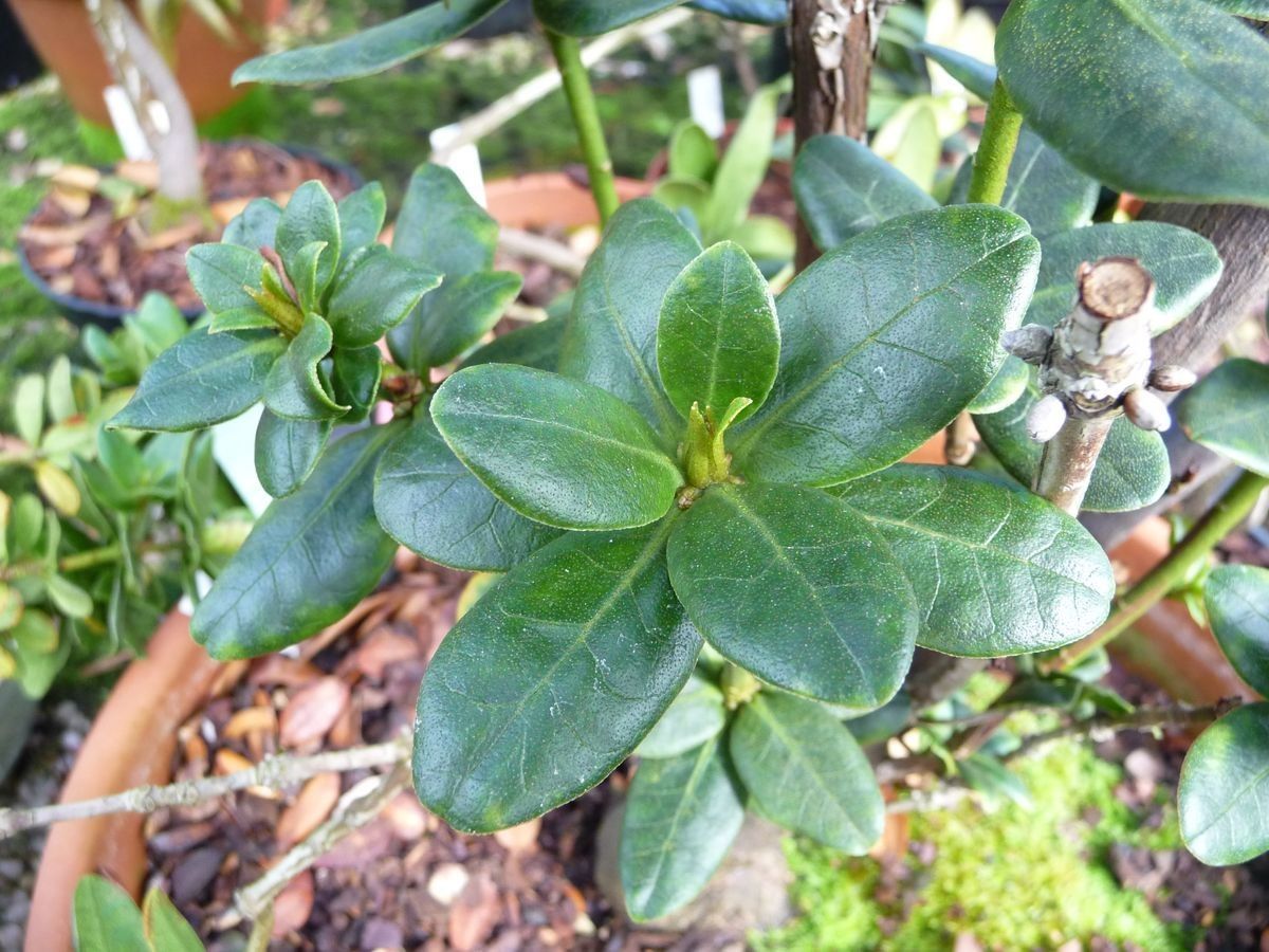 Rhododendron buxifolium — houseplant care guide