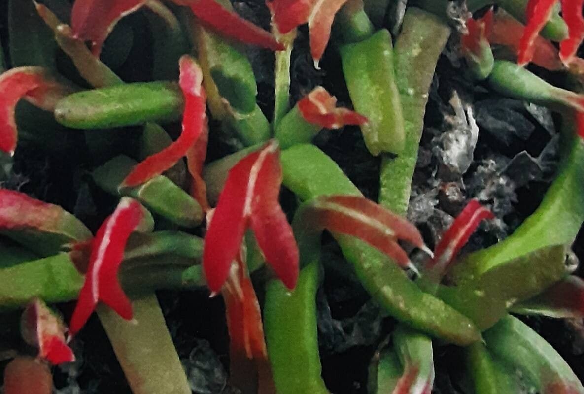 Cheiridopsis umbrosa — houseplant care guide