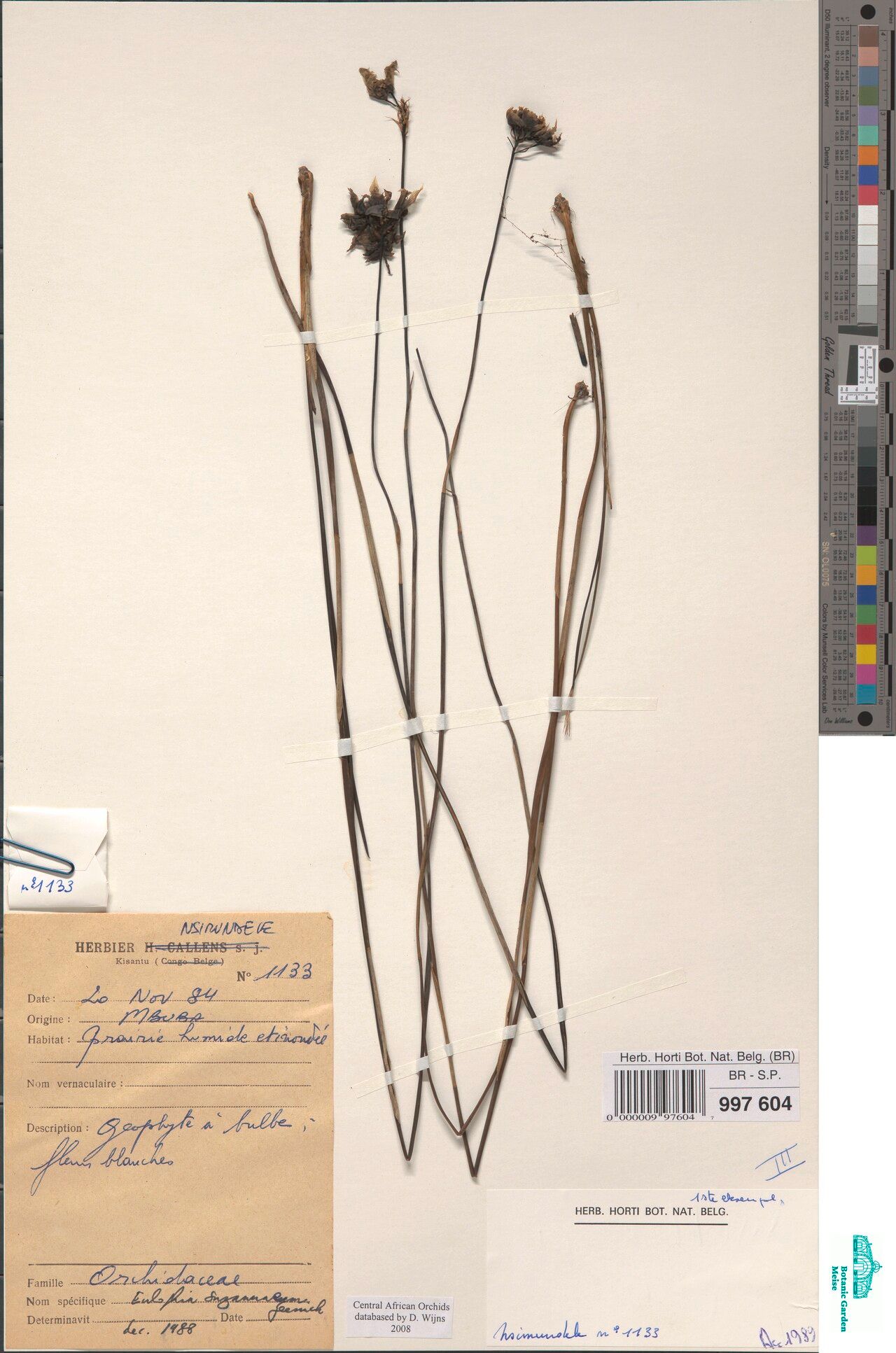 Eulophia suzannae — houseplant care guide