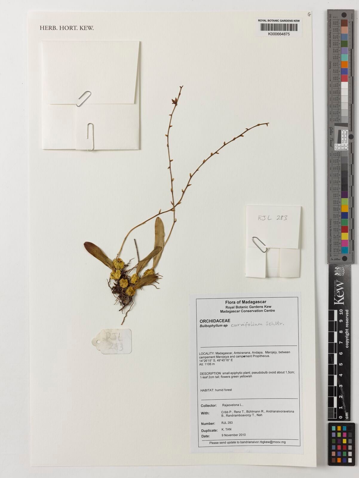 Bulbophyllum curvifolium — houseplant care guide