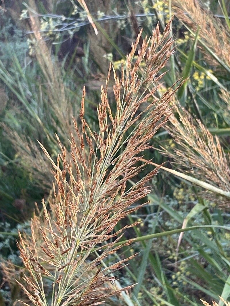 Arundo plinii flower