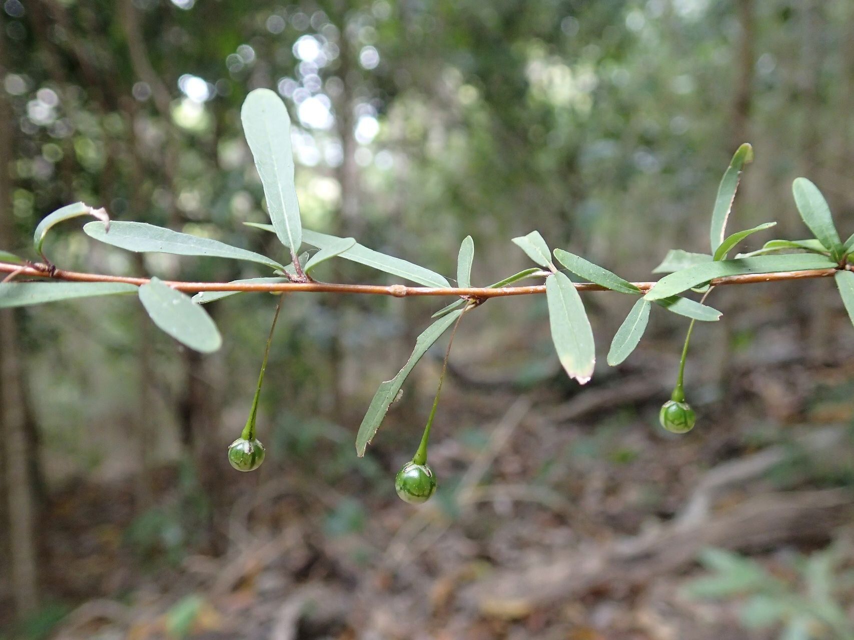 Solanum pancheri — houseplant care guide
