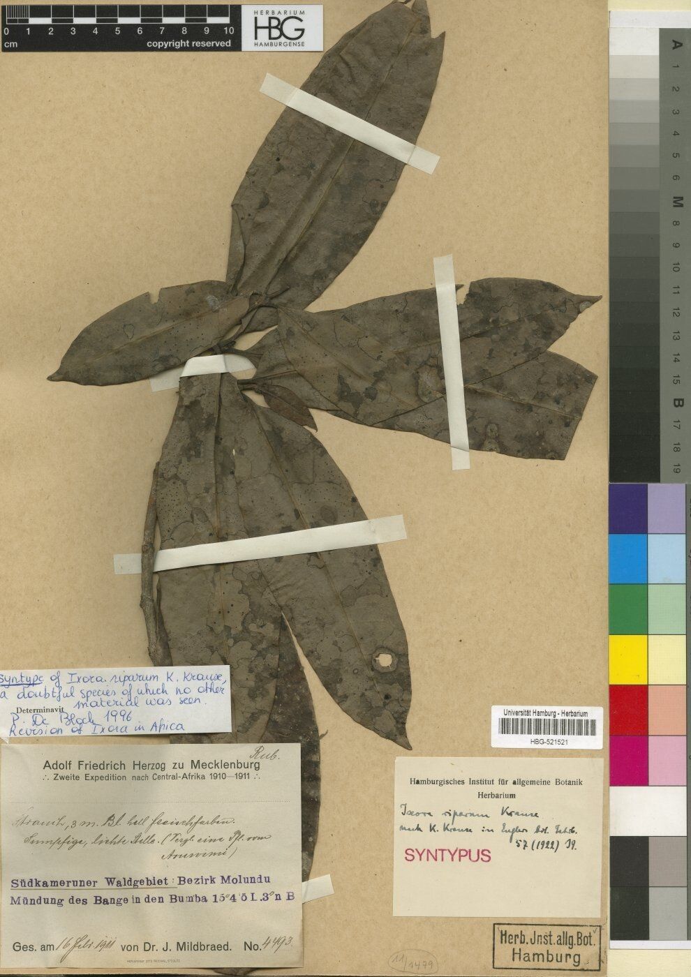 Ixora riparum — search result for 'Ixora'