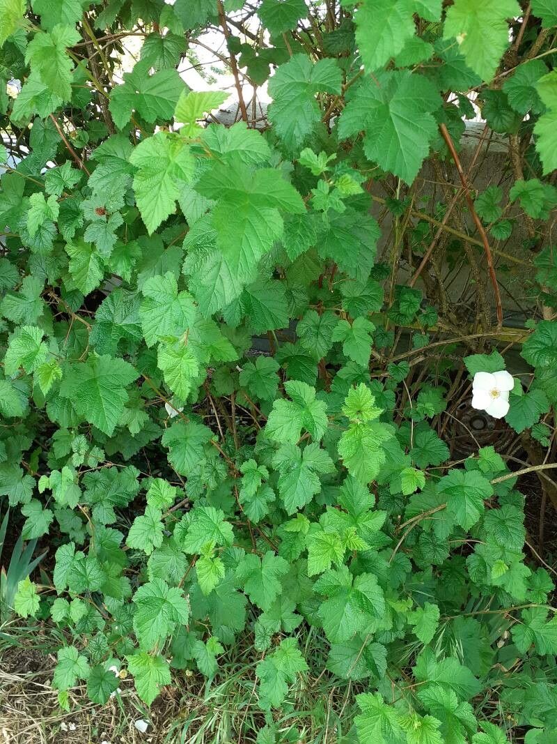 Rubus deliciosus leaf