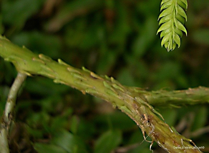 Pseudodiphasium volubile bark