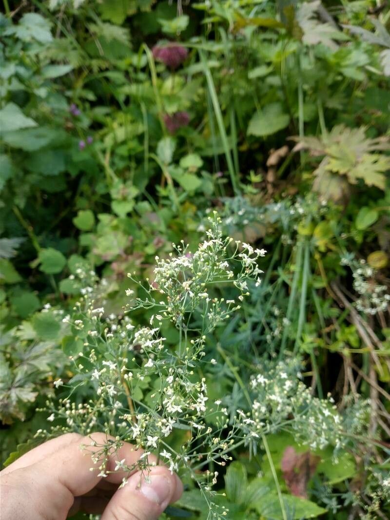 Galium sylvaticum flower