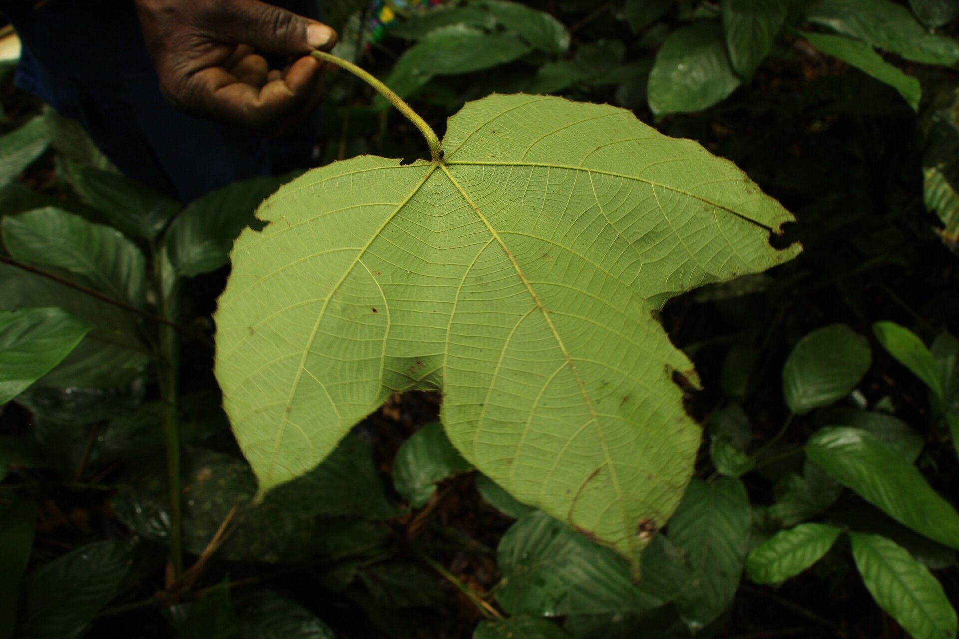 Macaranga angolensis — related species from the same genus