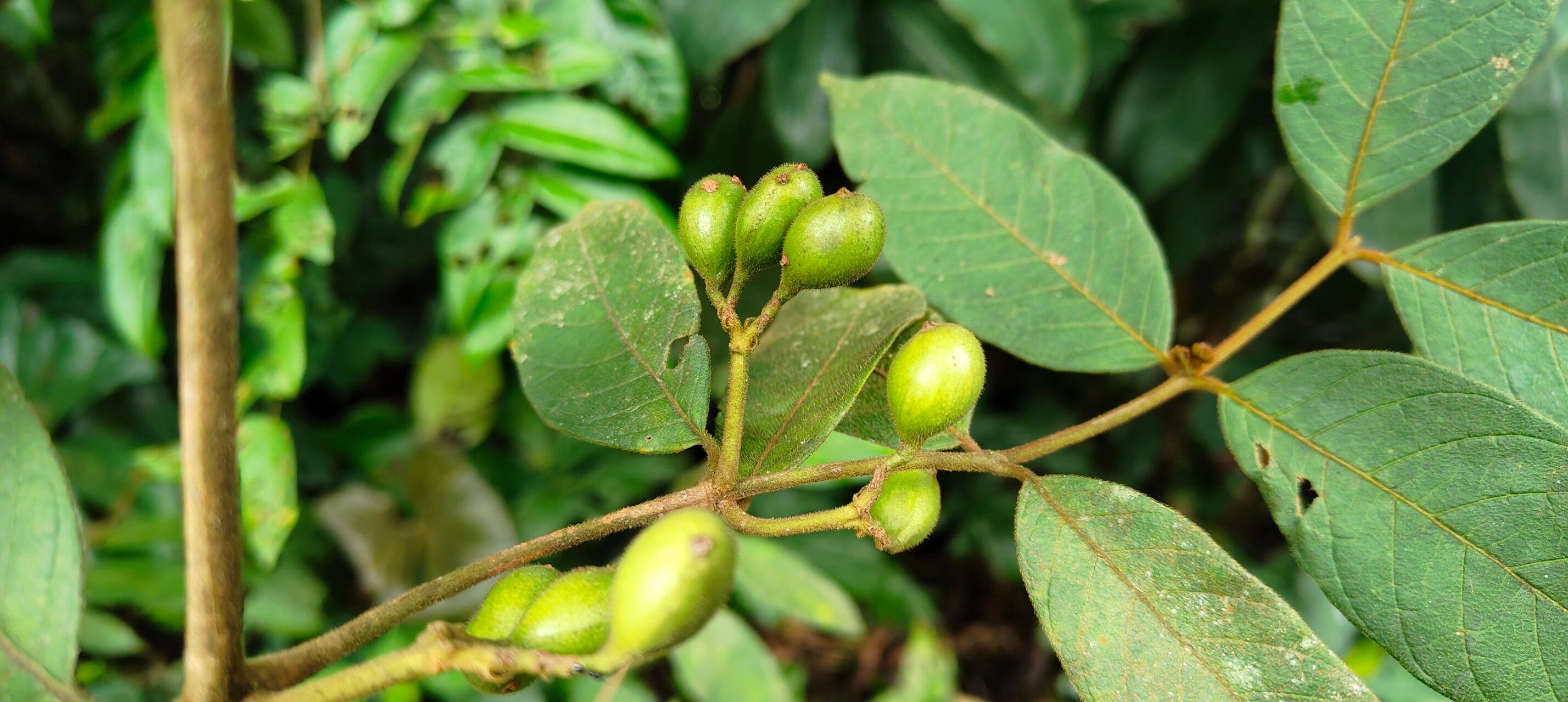 Keetia acuminata fruit