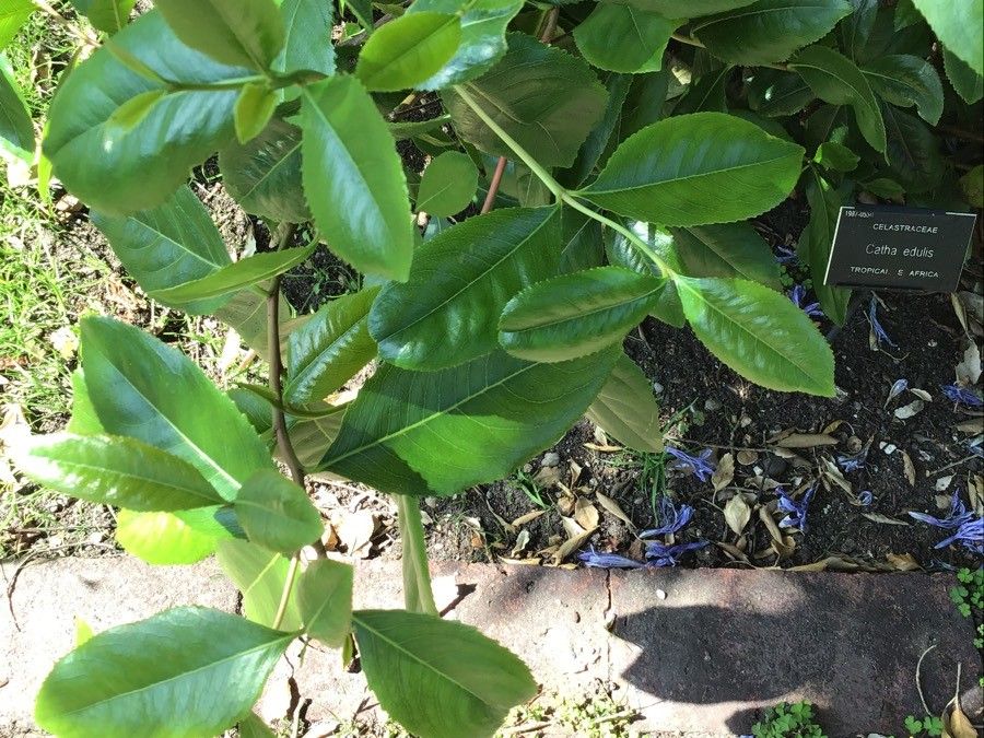 Catha edulis — search result for 'The Middle East'