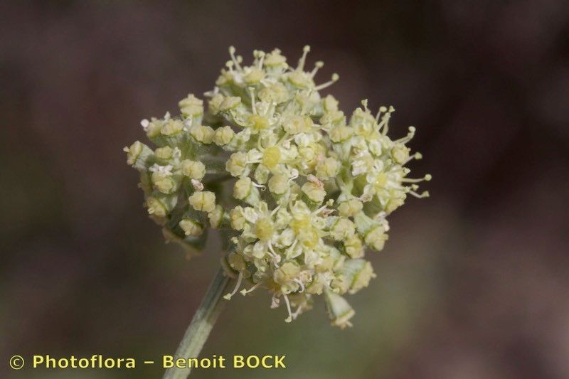 Seseli tomentosum — search result for 'Seseli'