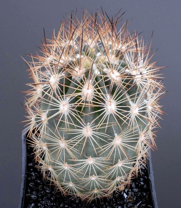 Sclerocactus unguispinus — houseplant care guide