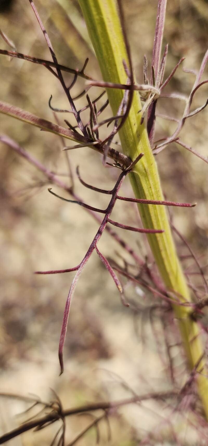 Leptorhabdos parviflora leaf