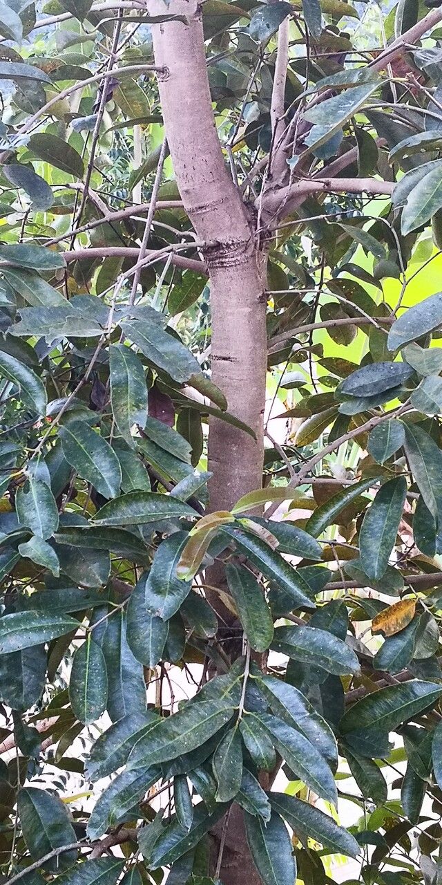 Turpinia cochinchinensis habit