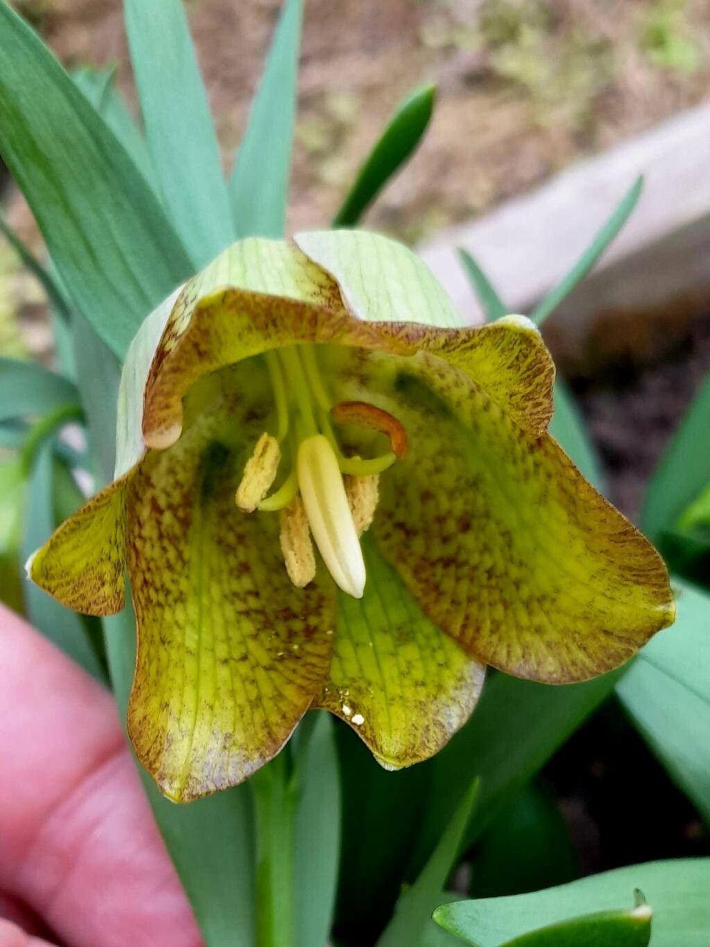 Fritillaria kotschyana — houseplant care guide