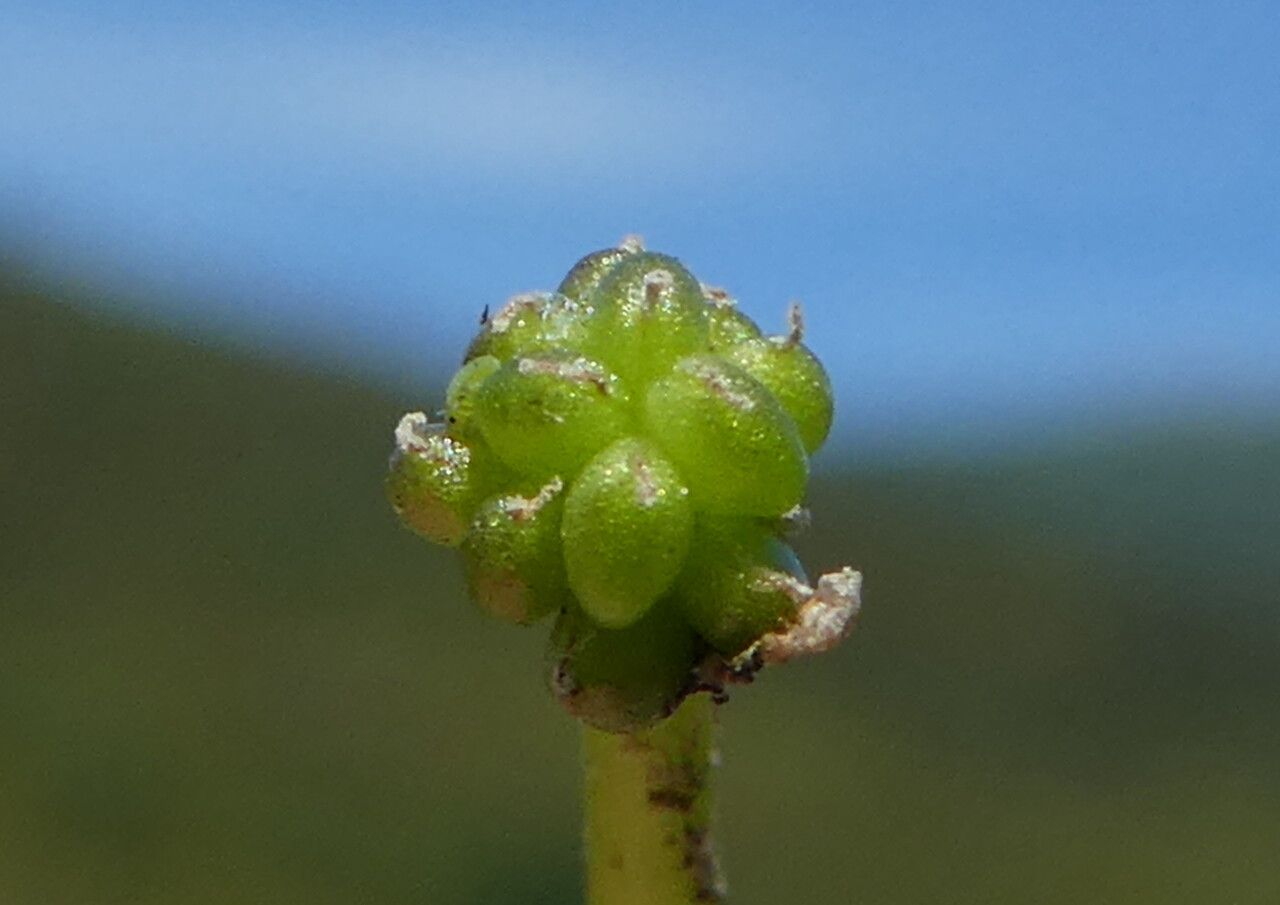 Ranunculus aquatilis fruit