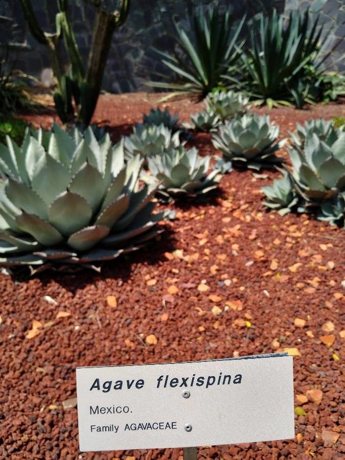 Agave flexispina other