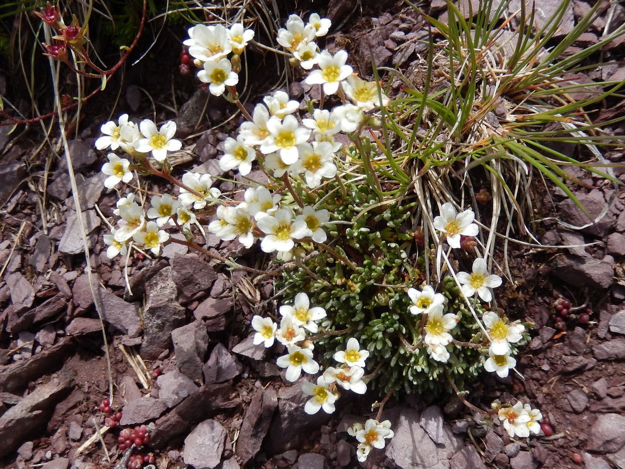 Saxifraga intricata flower