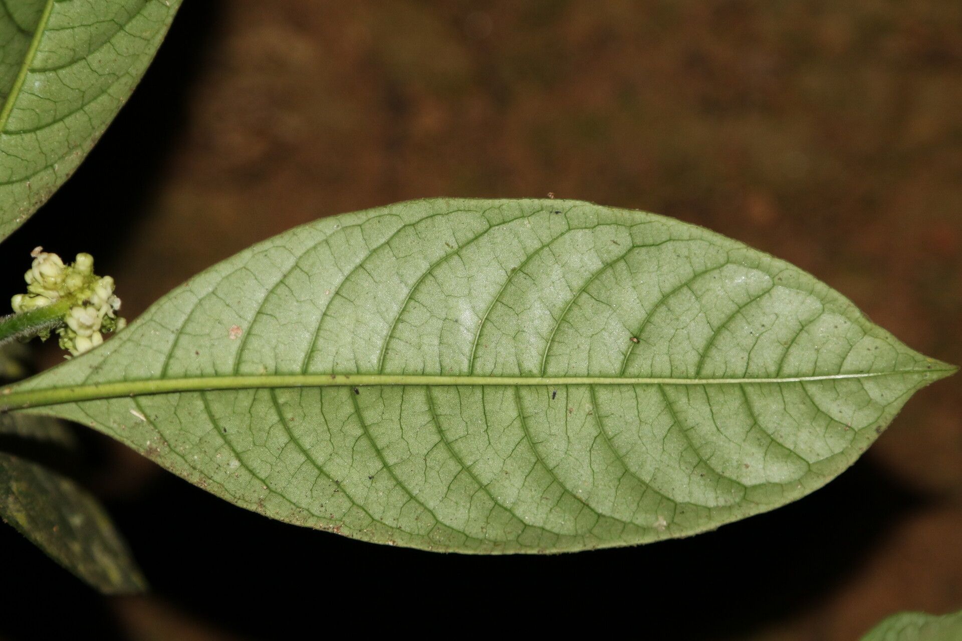 Psychotria brevifissa — houseplant care guide