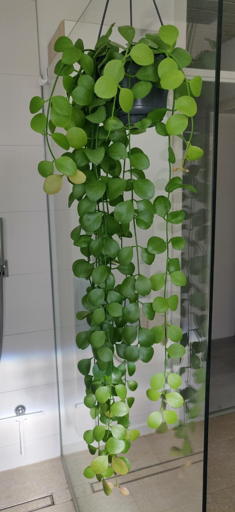 Dischidia oiantha leaf