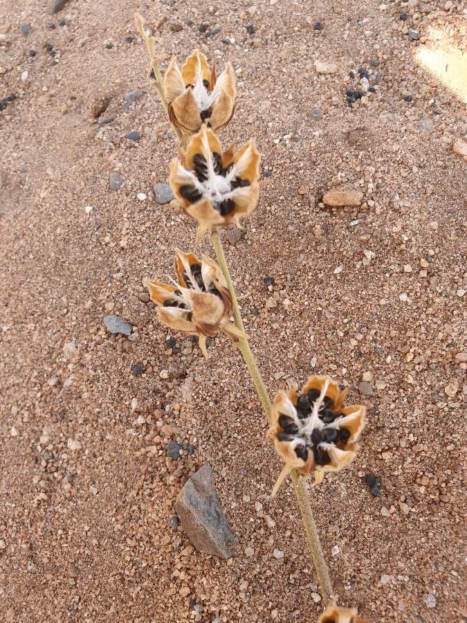 Pavonia gallaensis fruit