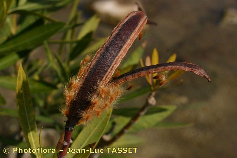 Nerium indicum x Nerium oleander fruit