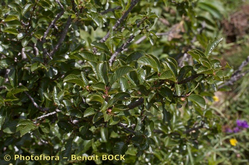 Rhamnus x lemaniana — search result for 'Rhamnus'