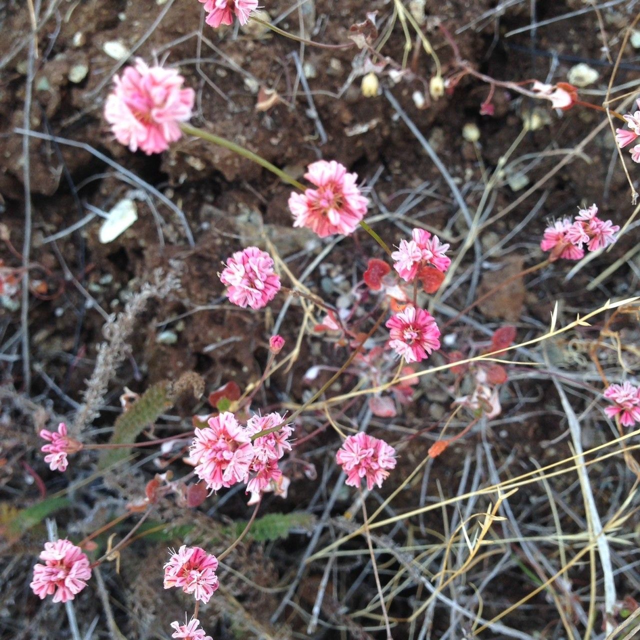 Eriogonum luteolum habit